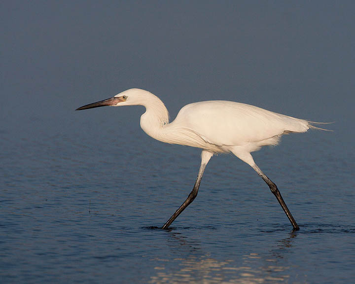 Reddish Egret