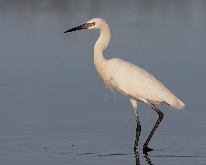 Reddish Egret