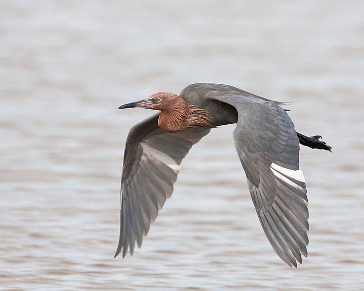 Reddish Egret