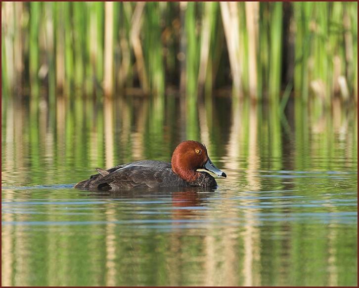 redhead