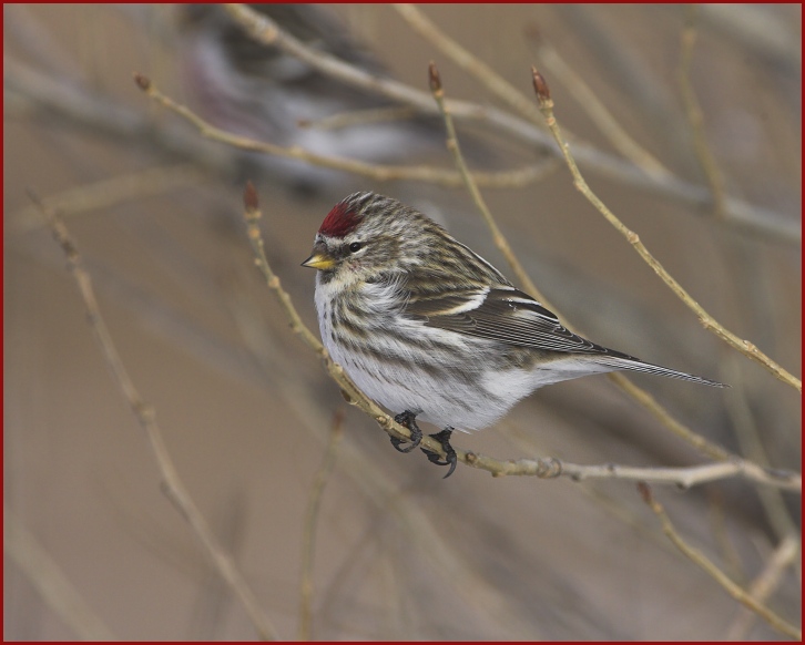 common redpoll