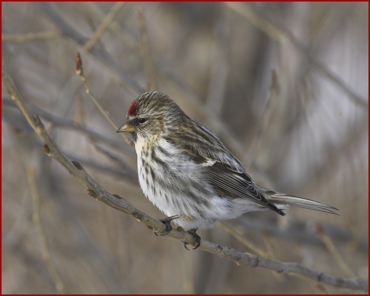 common redpoll