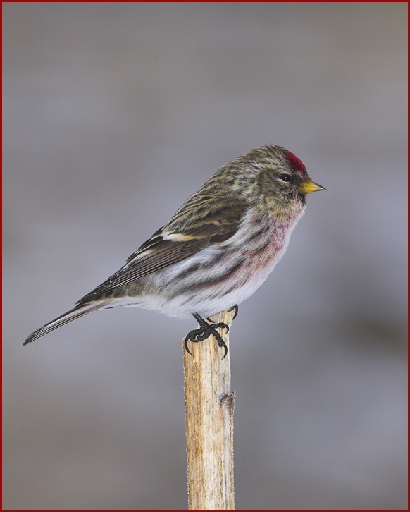 common redpoll