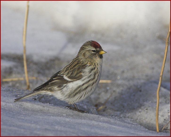 common redpoll