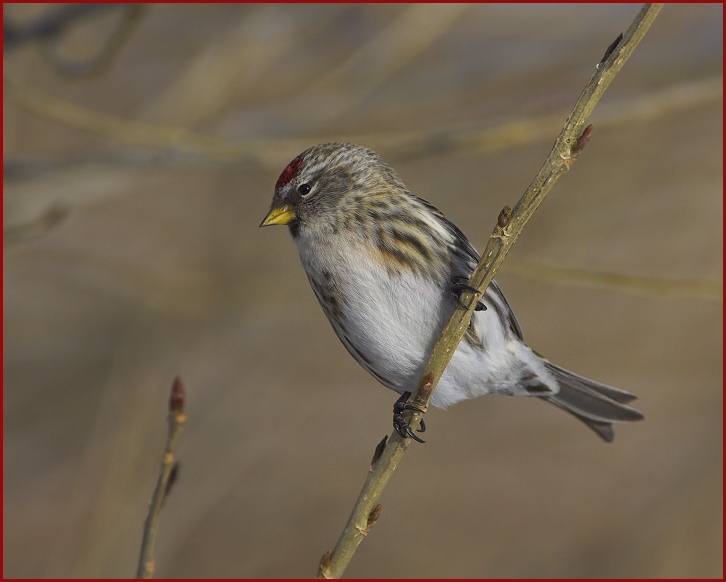 common redpoll