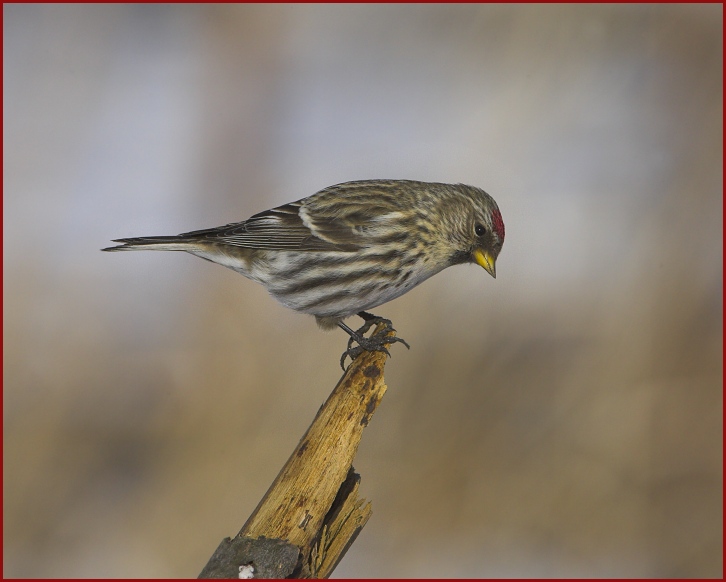 common redpoll