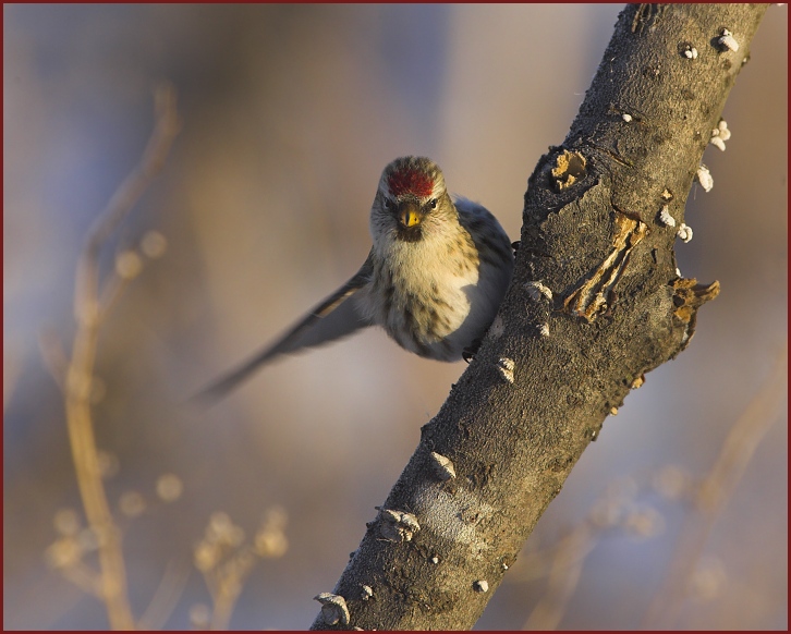 common redpoll