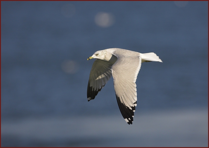 ring-billed gull