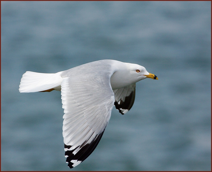 ring-billed gull