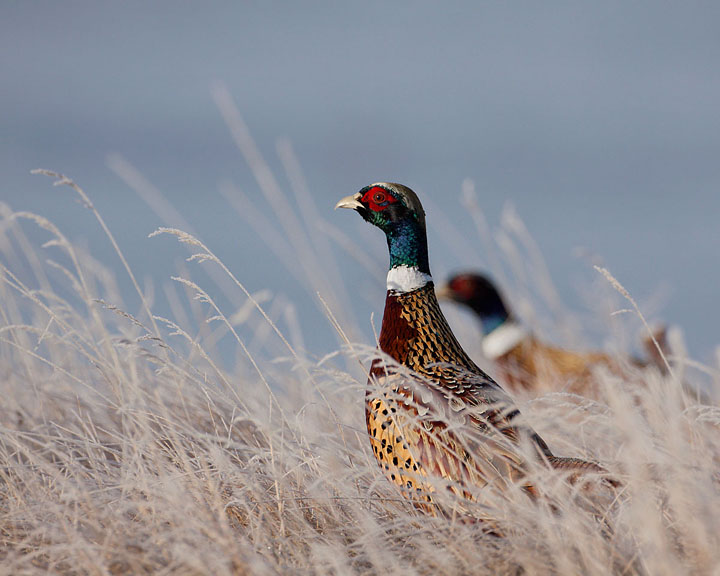 ring-necked pheasant