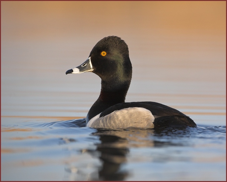 ring-necked duck