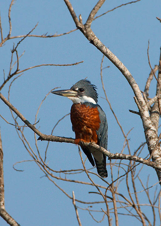 ringed kingfisher