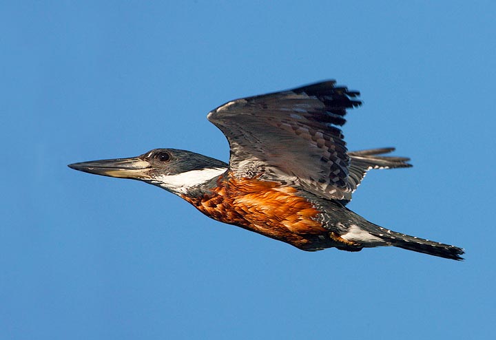 ringed kingfisher