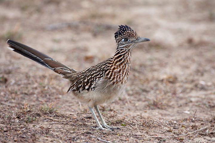 roadrunner