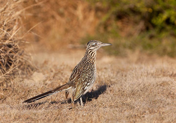 roadrunner