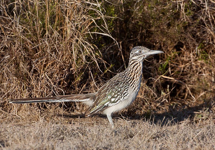 roadrunner