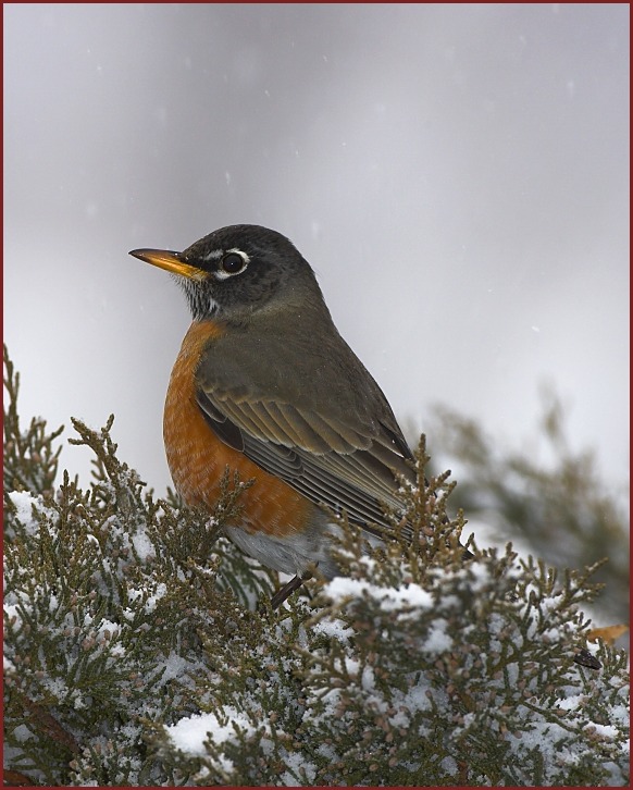 American Robin in snow