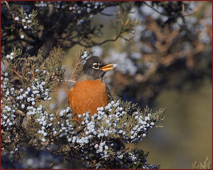 American Robin juniper