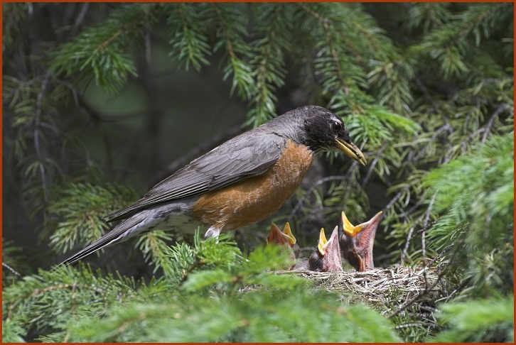 American robin at nest