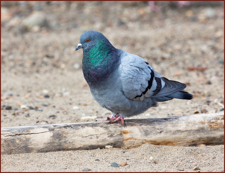 Rock Dove