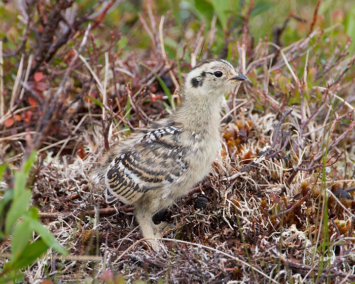 rock ptarmigan