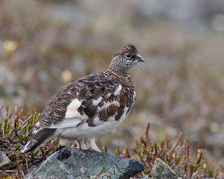 rock ptarmigan