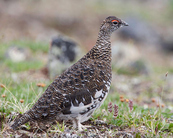 rock ptarmigan