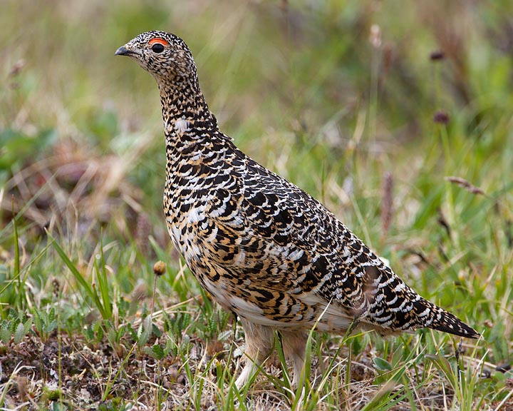 rock ptarmigan