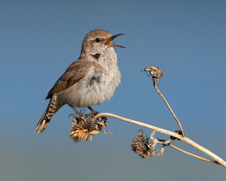 rock wren