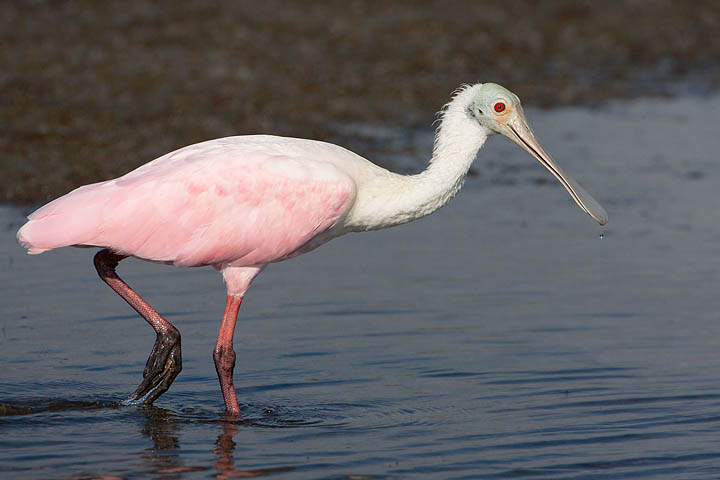 Roseate Spoonbill