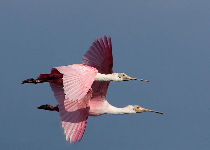 Roseate Spoonbill