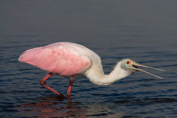 Roseate Spoonbill