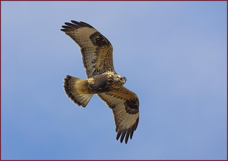 rough-legged hawk