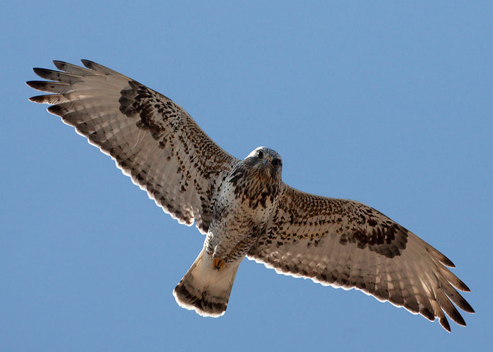 rough-legged hawk