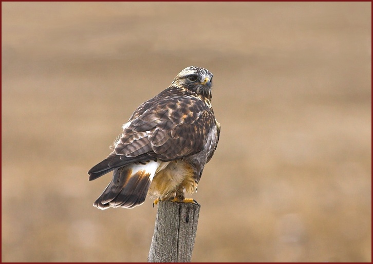 rough-legged hawk