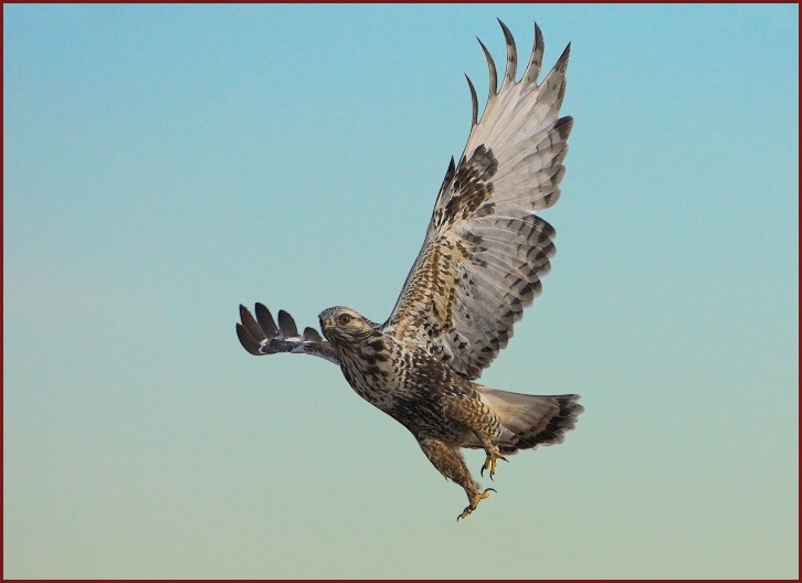 rough-legged hawk