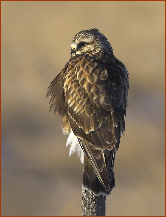 Rough-legged Hawk