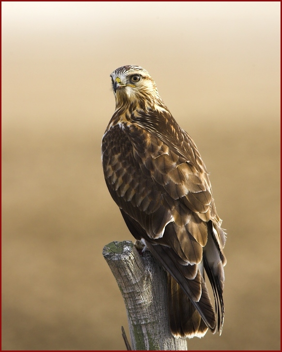 rough-legged hawk