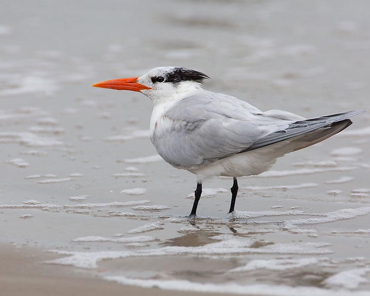 Royal Tern