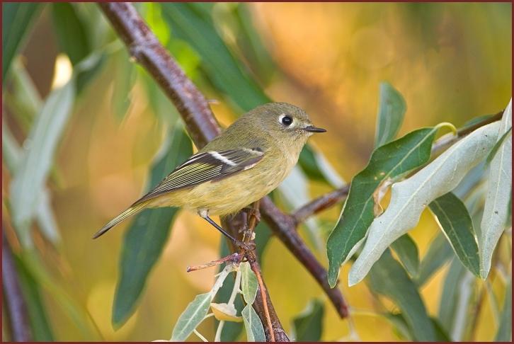 ruby-crowned kinglet