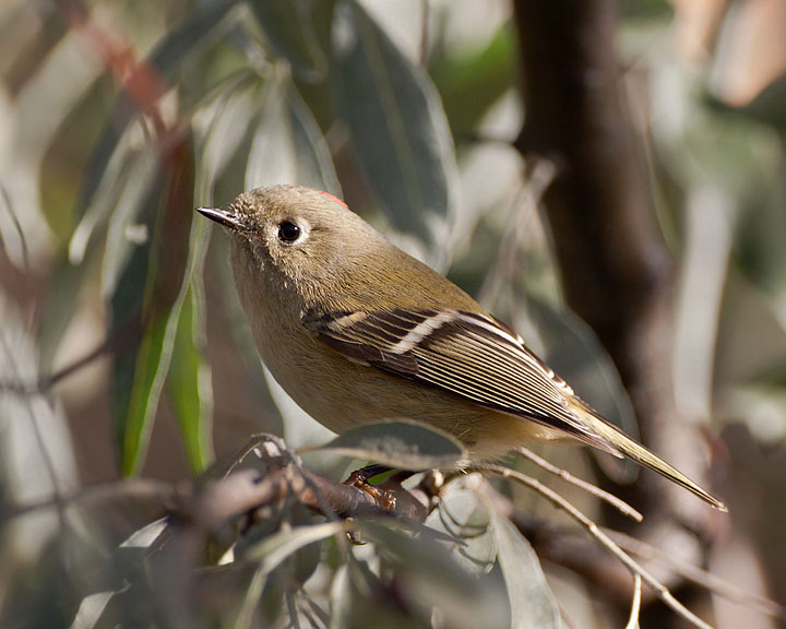 ruby-crowned kinglet