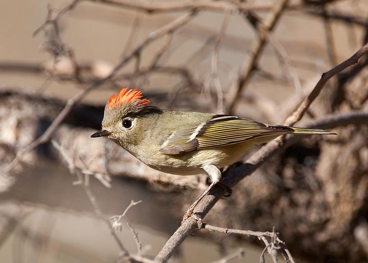 ruby-crowned kinglet