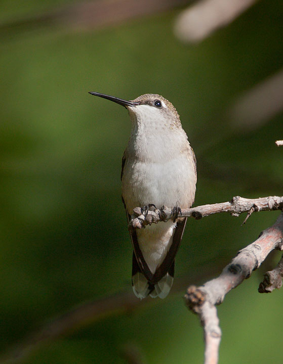 ruby-throated hummingbird