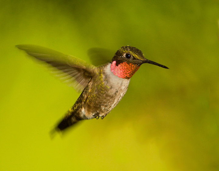 ruby-throated hummingbird