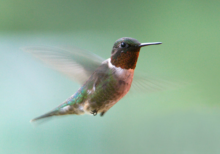 ruby-throated hummingbird