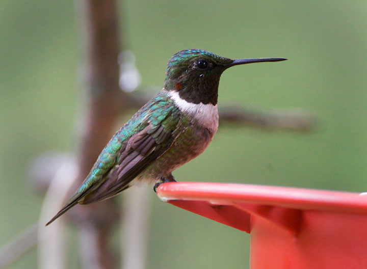 ruby-throated hummingbird