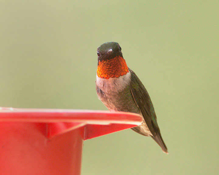 ruby-throated hummingbird