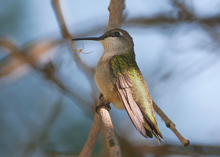 ruby-throated hummingbird