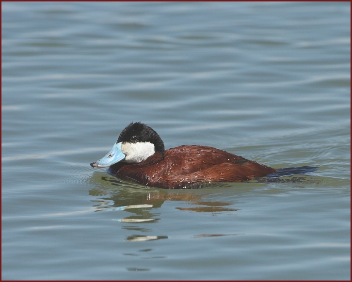 ruddy duck