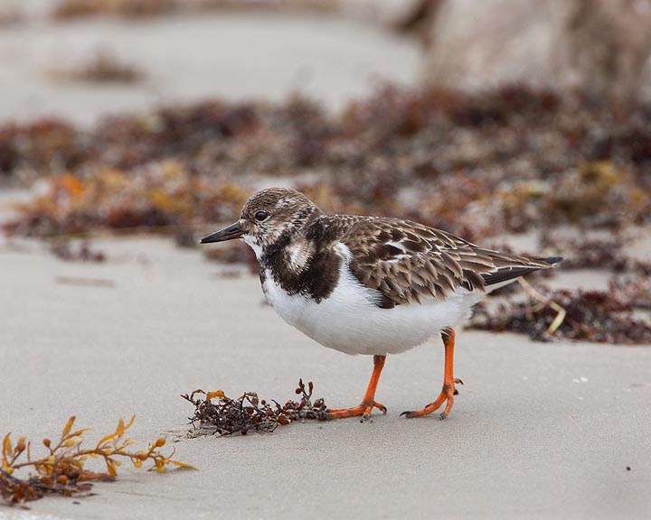 Ruddy Turnstone